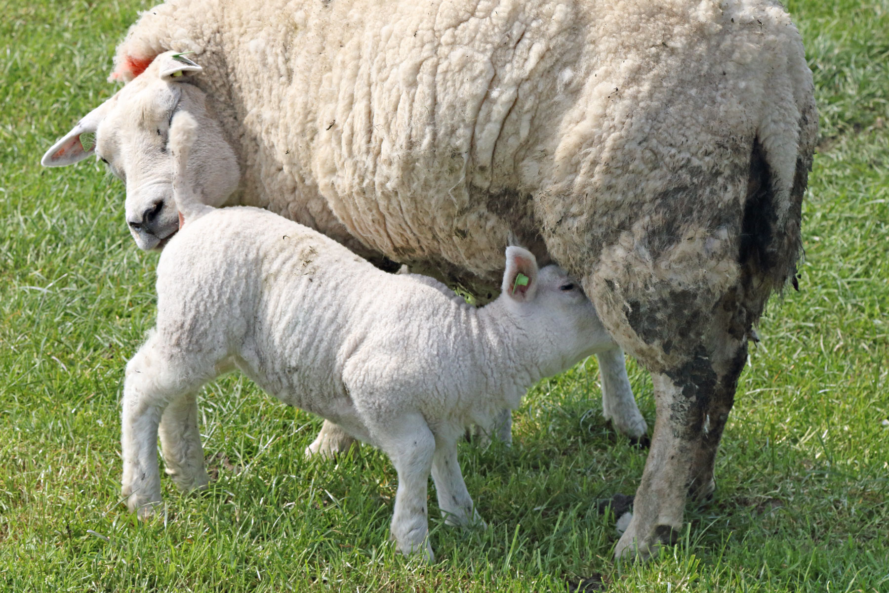 Lämmchen auf Texel – Wutzels